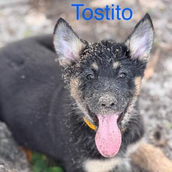 BEAR/Tostito -  Shepherd Dog for Adoption in West Palm Beach, Florida - BEAR/Tostito | PetCurious