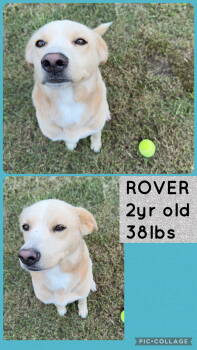 Rescue Shepherd Dogs for Adoption in Holbrook, New York - ROVER | PetCurious