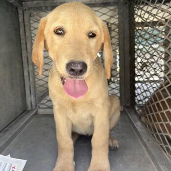 Mamie -  Labrador Retriever Dog for Adoption in Edinburg, Texas - Mamie | PetCurious