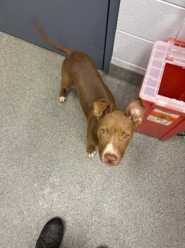 RITA -  Pit Bull Terrier and Mixed Breed Dog for Adoption - RITA | PetCurious
