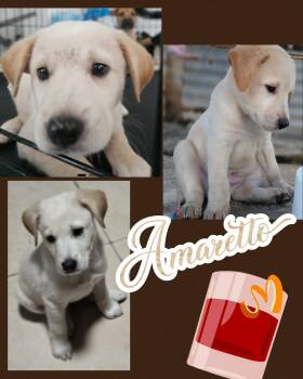 Labrador Retriever and Australian Shepherd Dogs Available for Adoption in Ringwood, New Jersey - Amaretto | PetCurious