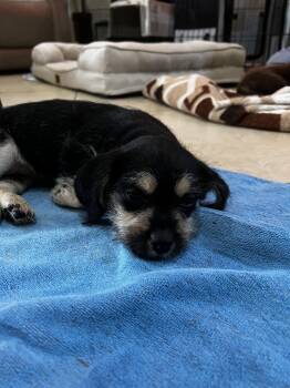 Cleo - foster to adopt situation only - read description/Criteri -  Miniature Schnauzer and Chihuahua Dog for Adoption in Tustin, California - Cleo - Foster To Adopt Situation Only - Read Description/Criteri | PetCurious
