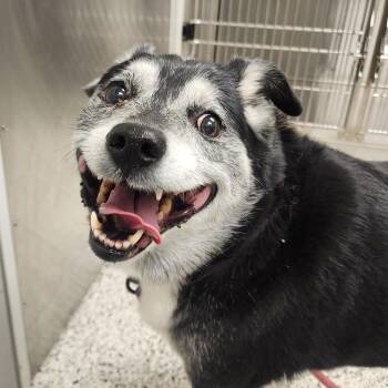 Terrier Dogs Available for Adoption in Liberty, Missouri - Lucky | PetCurious