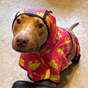 Rescue Mixed Breed Dogs for Adoption in Walker, Michigan - Gypsum | PetCurious