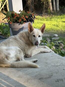 Knight -  White German Shepherd Dog for Adoption in Londonderry, New Hampshire - Knight | PetCurious