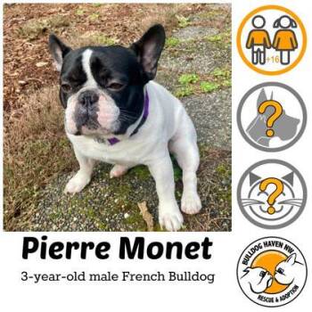 French Bulldog Dogs Available for Adoption in Bonney Lake, Washington - PIERRE MONET | PetCurious