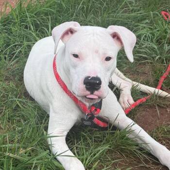 Bada Bing -  Pit Bull Terrier Dog for Adoption in York, Pennsylvania - Bada Bing | PetCurious