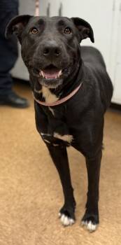 Rescue Pit Bull Terrier and Mixed Breed Dogs for Adoption in Madera, California - Jill | PetCurious