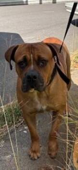 Bullmastiff and Mixed Breed Dogs Available for Adoption in Honolulu, Hawaii - Bear | PetCurious
