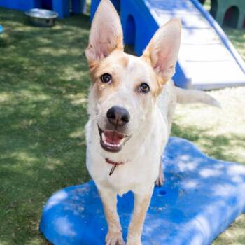 Rescue Australian Cattle Dog Blue Heeler and Belgian Shepherd Tervuren Dogs for Adoption in Ramona, California - Vitani | PetCurious