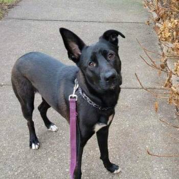 Waffles LLD -  Belgian Shepherd Malinois and Mixed Breed Dog for Adoption in Austin, Texas - Waffles LLD | PetCurious