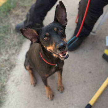 Rescue Shepherd and Mixed Breed Dogs for Adoption in Austin, Texas - Memphis | PetCurious