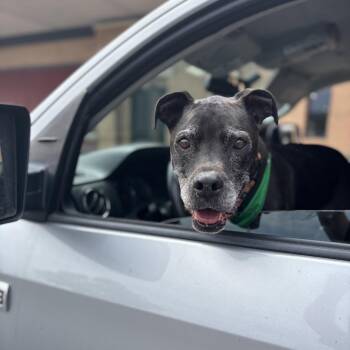 Pit Bull Terrier and Black Labrador Retriever Dogs Available for Adoption in San Diego, California - Tony Aka Skippy | PetCurious