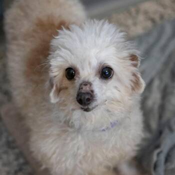 Poodle Dogs Available for Adoption in Peyton, Colorado - Steven (D25-187) | PetCurious