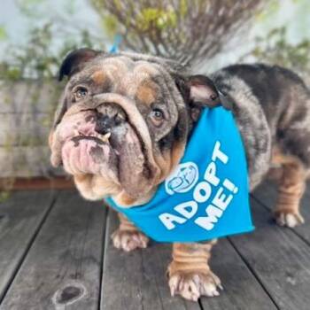 Meatball -  English Bulldog Dog for Adoption in Pacific Grove, California - Meatball | PetCurious