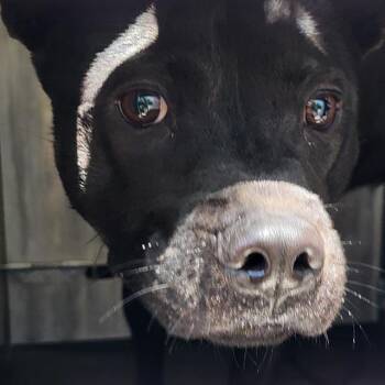 KYLE -  Chow Chow Dog for Adoption in San Antonio, Texas - KYLE | PetCurious