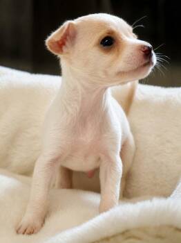 Pee Wee -  Chihuahua Dog for Adoption in Lakemont, Georgia - Pee Wee | PetCurious