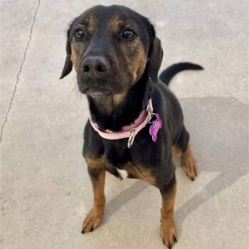 Rescue Mixed Breed Dogs for Adoption in Freeport, Florida - Luna | PetCurious