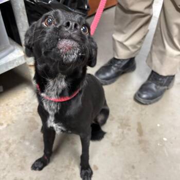 Peep -  Pug and Mixed Breed Dog for Adoption in Yuma, Arizona - Peep | PetCurious