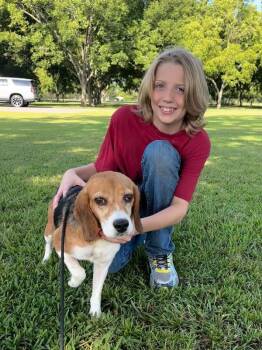 Mavis -  Beagle and Mixed Breed Dog for Adoption in Aiken, South Carolina - Mavis | PetCurious
