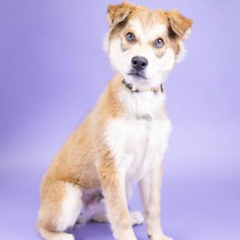 Twist -  Husky Dog for Adoption in Portland, Oregon - Twist | PetCurious