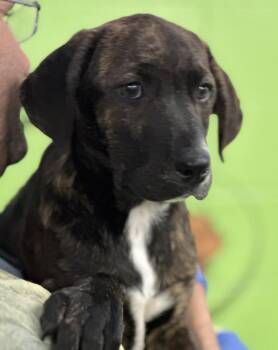 Hound Dogs Available for Adoption in Elmsford, New York - Sorrel | PetCurious