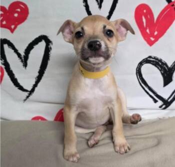 Chihuahua Dogs Available for Adoption - Maisie | PetCurious