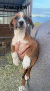 Rescue Mountain Cur and Hound Dogs for Adoption in Uxbridge, Massachusetts - Mesquite | PetCurious
