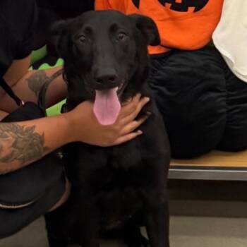 Ruby -  Labrador Retriever and German Shepherd Dog Dog for Adoption in Raeford, North Carolina - Ruby | PetCurious