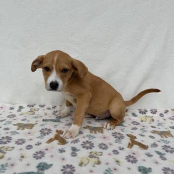 Pollo -  Terrier and Beagle Dog for Adoption in Carencro, Louisiana - Pollo | PetCurious