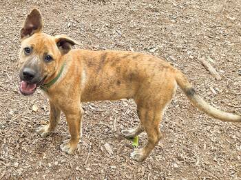 Piglet -  Dutch Shepherd Dog for Adoption in Harlingen, Texas - Piglet | PetCurious