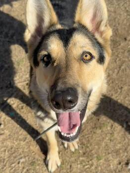 German Shepherd Dog Dogs Available for Adoption - Cocoa | PetCurious