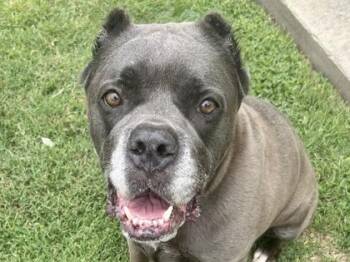 Mixed Breed Dogs Available for Adoption in Georgetown, Texas - Julia | PetCurious