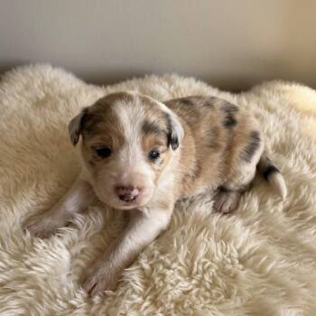 CT Mint avail Oct 24 (Scarecrow Festival- Somers, CT) -  Australian Shepherd Dog for Adoption in Eastford, Connecticut - CT Mint Avail Oct 24 (Scarecrow Festival- Somers, CT) | PetCurious