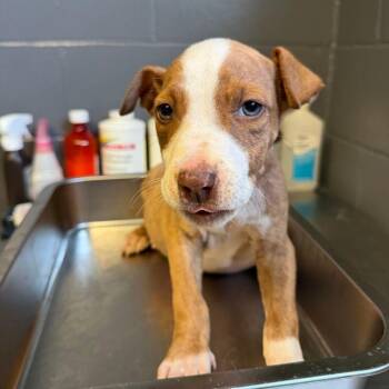 Mixed Breed Dogs Available for Adoption in Buffalo, Minnesota - Gill | PetCurious