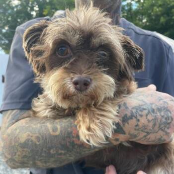 Rescue Maltese Dogs for Adoption in Sterling Heights, Michigan - Prince | PetCurious