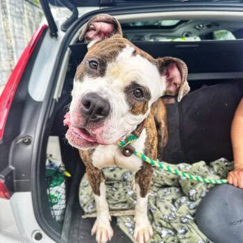 Rescue Pit Bull Terrier and Mixed Breed Dogs for Adoption in Newark, New Jersey - Konga | PetCurious