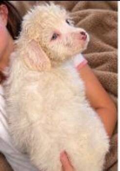 Winter -  Australian Shepherd and Terrier Dog for Adoption - Winter | PetCurious