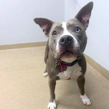 MISS DAISY -  American Staffordshire Terrier Dog for Adoption in Aurora, Colorado - MISS DAISY | PetCurious