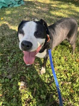 Rescue American Staffordshire Terrier Dogs for Adoption in Indianapolis, Indiana - Tuscon | PetCurious