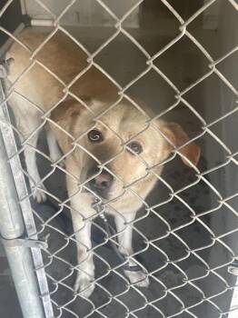 Labrador Retriever and Mixed Breed Dogs Available for Adoption in Rosenberg, Texas - A053678 | PetCurious