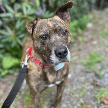 Lulu -  Mixed Breed Dog for Adoption in Spruce Pine, North Carolina - Lulu | PetCurious