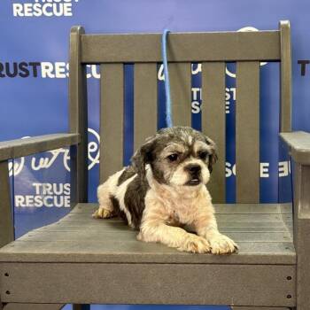 GINGHAM -  Shih Tzu Dog for Adoption in Waterford, New Jersey - GINGHAM | PetCurious