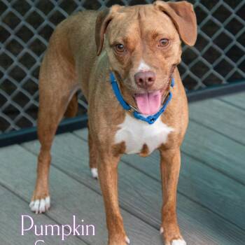 Pumpkin Spice -  Pit Bull Terrier and Mixed Breed Dog for Adoption in Parkersburg, West Virginia - Pumpkin Spice | PetCurious