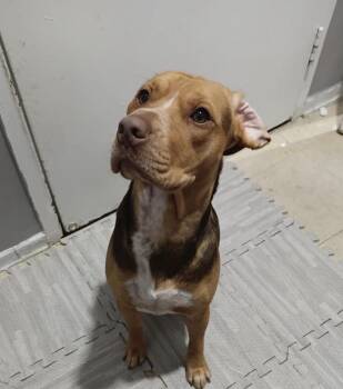 Brownie -  Beagle Dog for Adoption in Clarksburg, Ontario - Brownie | PetCurious