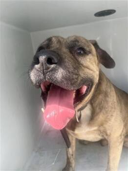 A662144 -  Mastiff Dog for Adoption in Houston, Texas - A662144 | PetCurious
