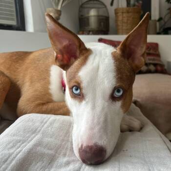Rescue Ibizan Hound and Siberian Husky Dogs for Adoption in Bowling Green, New York - Striking Simba | PetCurious