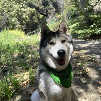 Shilo -  Siberian Husky Dog for Adoption in Los Angeles, California - Shilo | PetCurious