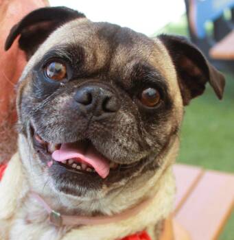 Sidekick *special needs* -  Pug Dog for Adoption in Gardena, California - Sidekick *special Needs* | PetCurious