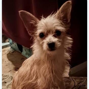 Squeaker -  Schnauzer Dog for Adoption in Hohenwald, Tennessee - Squeaker | PetCurious